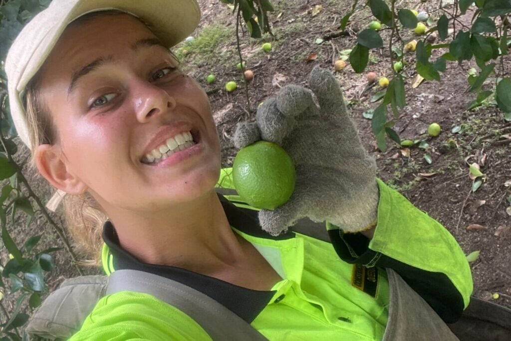 Seasonal Jobs in Australia: The Complete Backpacker Guide (With Real Experience) Farmwork: Lime and Avocado picking